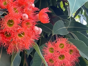 Eucalyptus sideroxylon
