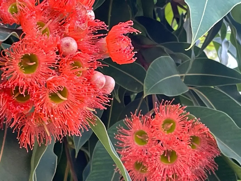 Eucalyptus sideroxylon