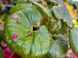 Farfugium japonicum 'Gigantea'