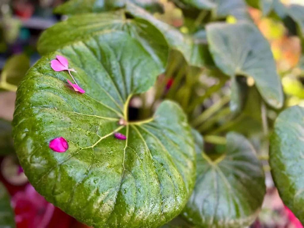 Farfugium japonicum Gigantea_result - Online Flower Garden Farfugium japonicum'Gigantea'