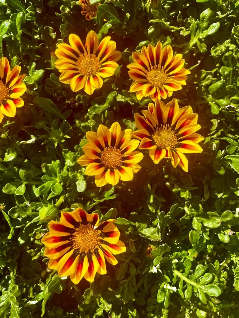 Gazania'Big Kiss™ Yellow Flame'