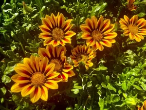 Gazania 'Big Kiss™ Yellow Flame'