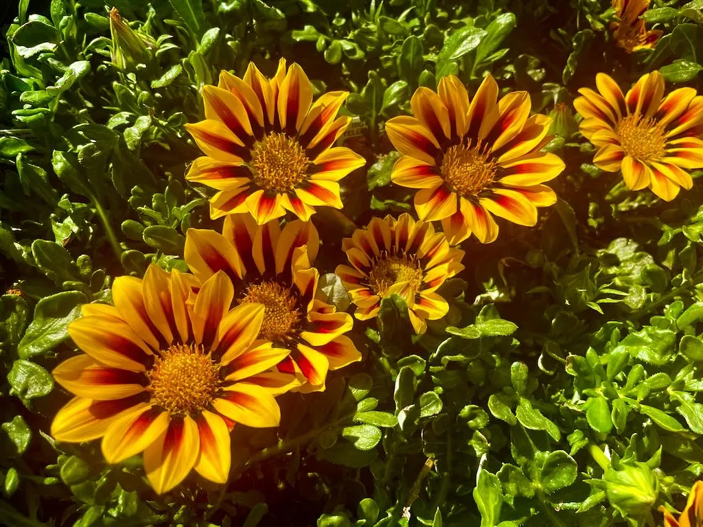 Gazania 'Big Kiss™ Yellow Flame'