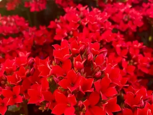 Kalanchoe 'Single Petal Red'