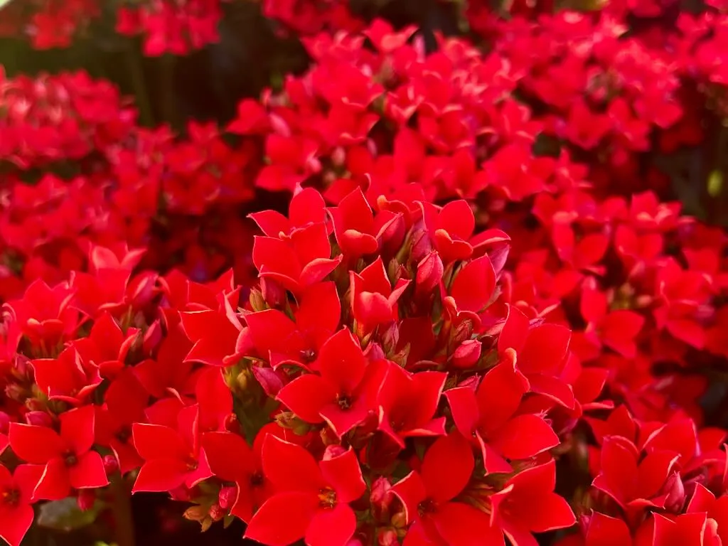 Kalanchoe 'Single Petal Red'