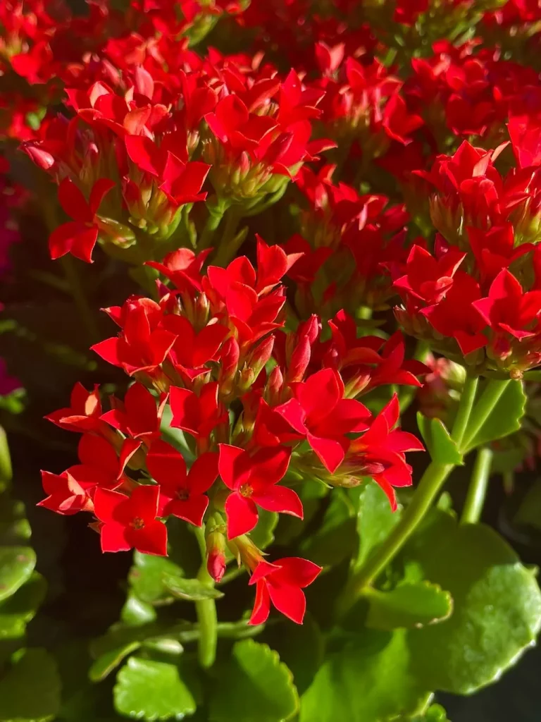 Kalanchoe'Single Petal Red'