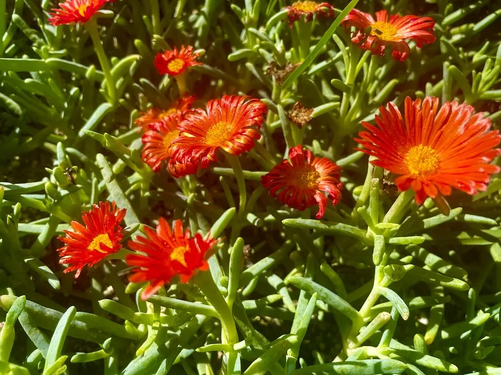 Lampranthus aureus'Orange'