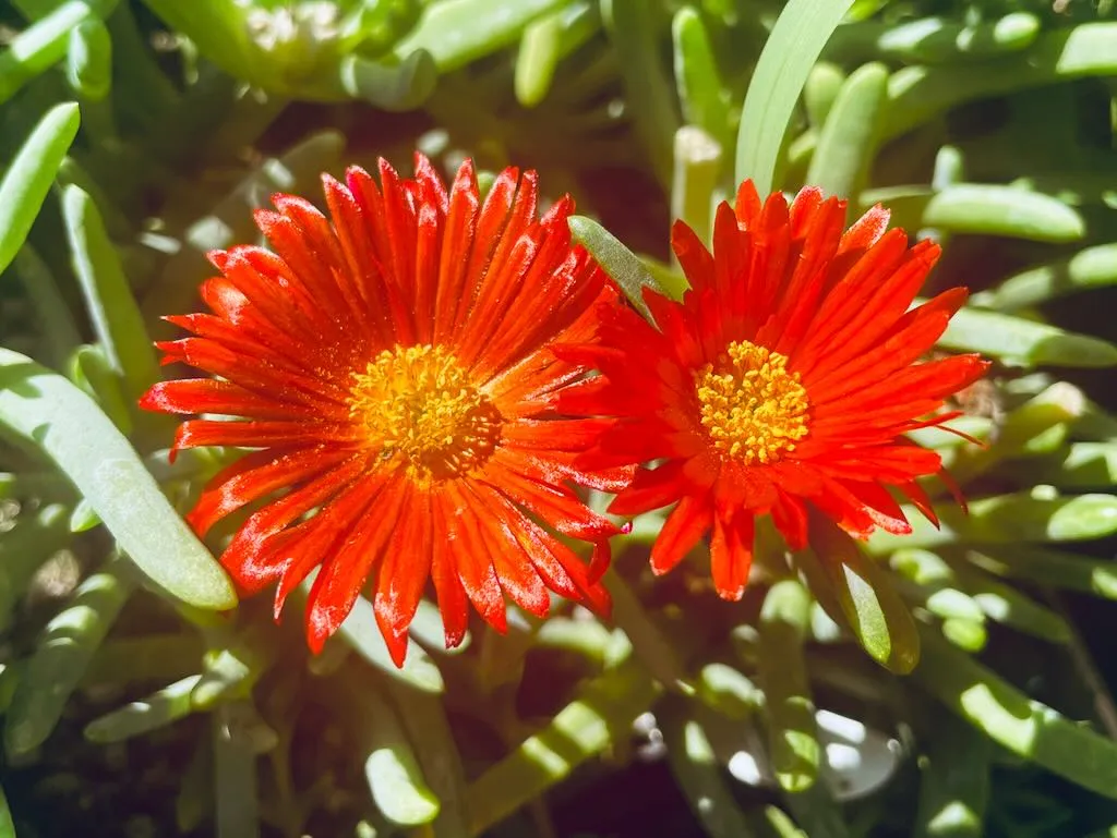 Lampranthus aureus 'Orange'