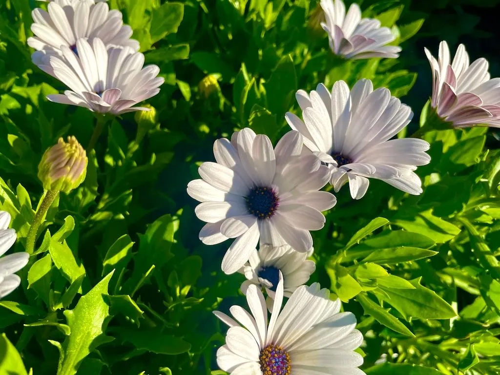 Osteospermum'Premier White'
