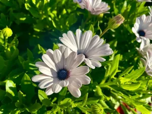 Osteospermum 'Premier White'