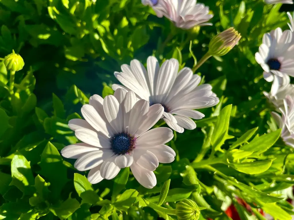 Osteospermum 'Premier White'