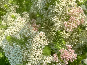 Ozothamnus diosmifolius 'Pink'