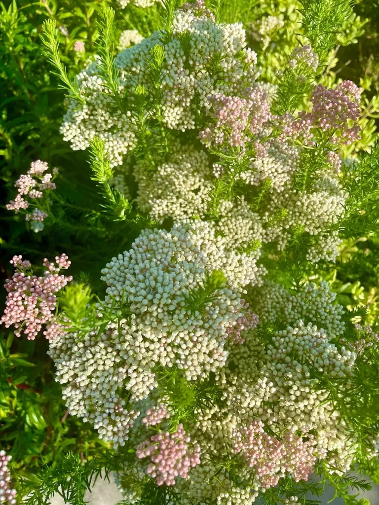 Ozothamnus diosmifolius'Pink'