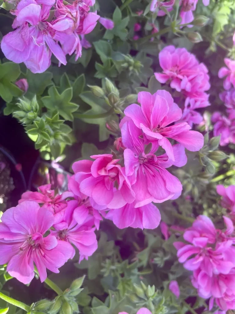 Precision Pink Ivy Geranium-1_result - Online Flower Garden Precision™ Pink Ivy Geranium