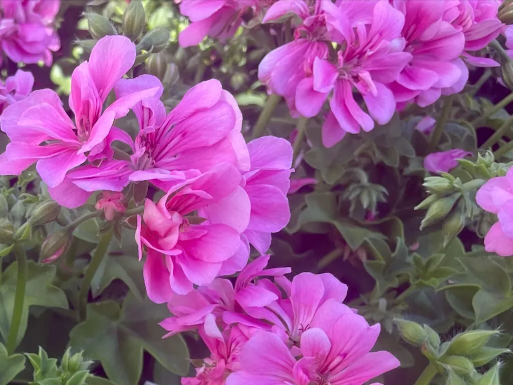 Precision Pink Ivy Geranium_result - Online Flower Garden Precision™ Pink Ivy Geranium