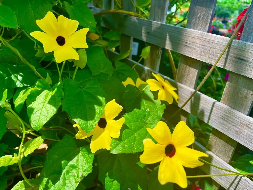 Thunbergia alata'Orange Wonder'