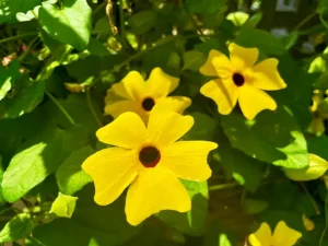 Thunbergia alata 'Orange Wonder'