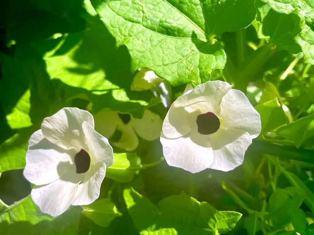 Thunbergia alata Susie Clear White-1_result - Online Flower Garden Thunbergia alata Susie™ Clear White