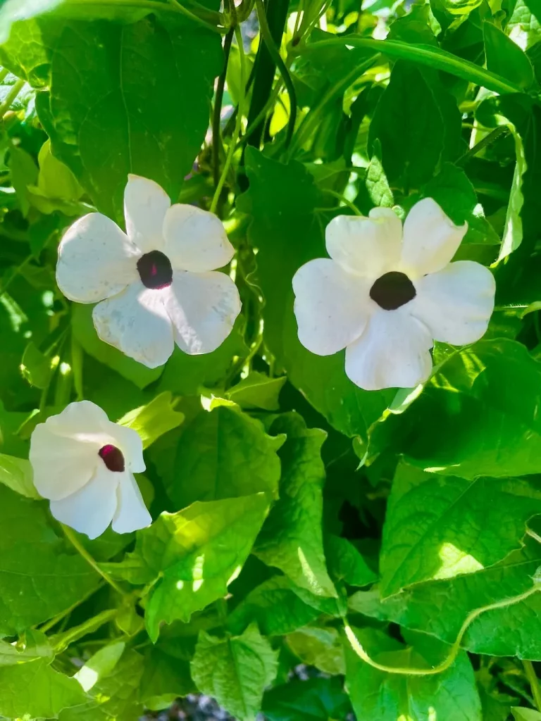Thunbergia alata Susie Clear White_result - Online Flower Garden Thunbergia alata Susie™ Clear White