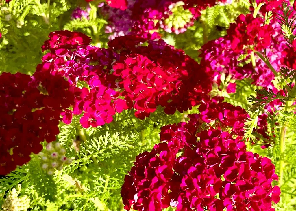 Achillea millefolium Red Velvet-1_result - Online Flower Garden Achillea millefolium'Red Velvet'