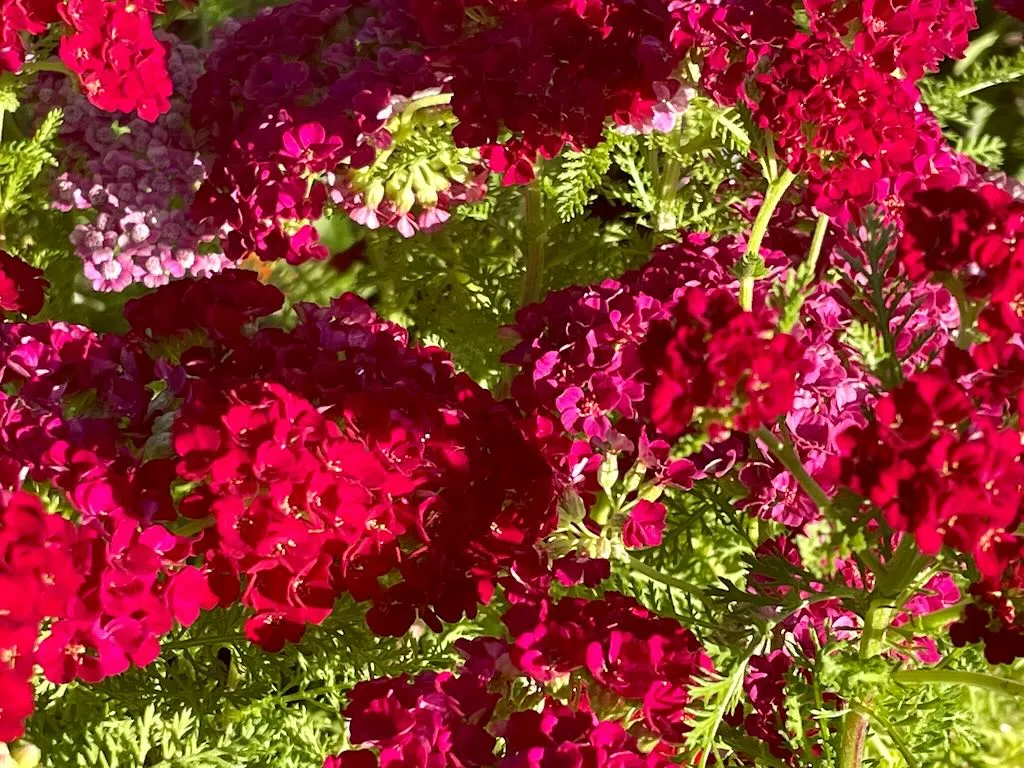 Achillea millefolium Red Velvet_result - Online Flower Garden Achillea millefolium 'Red Velvet'