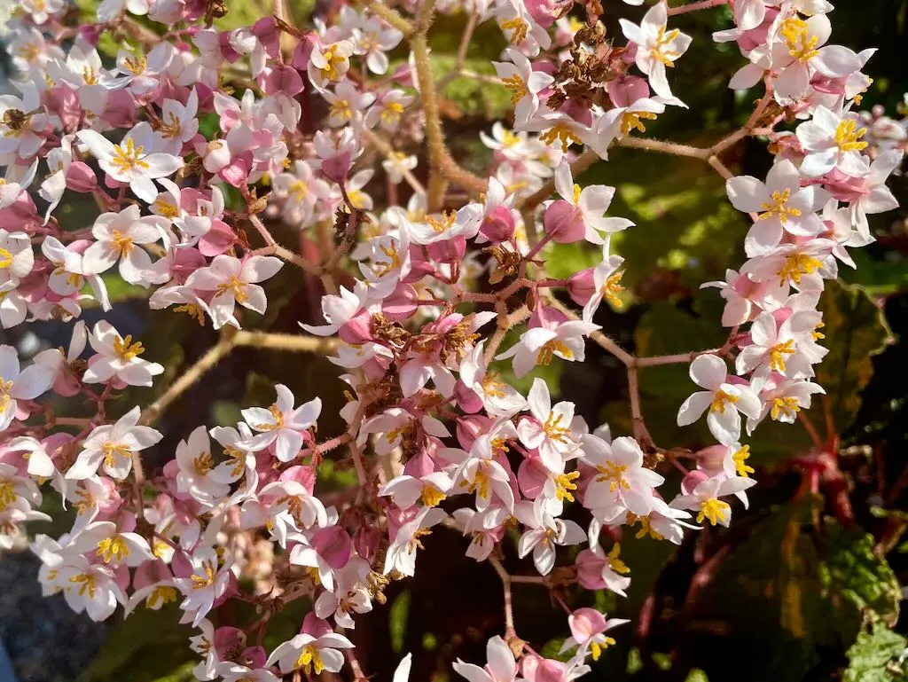 Begonia Paul Hernandez_result - Online Flower Garden Begonia 'Paul Hernandez'
