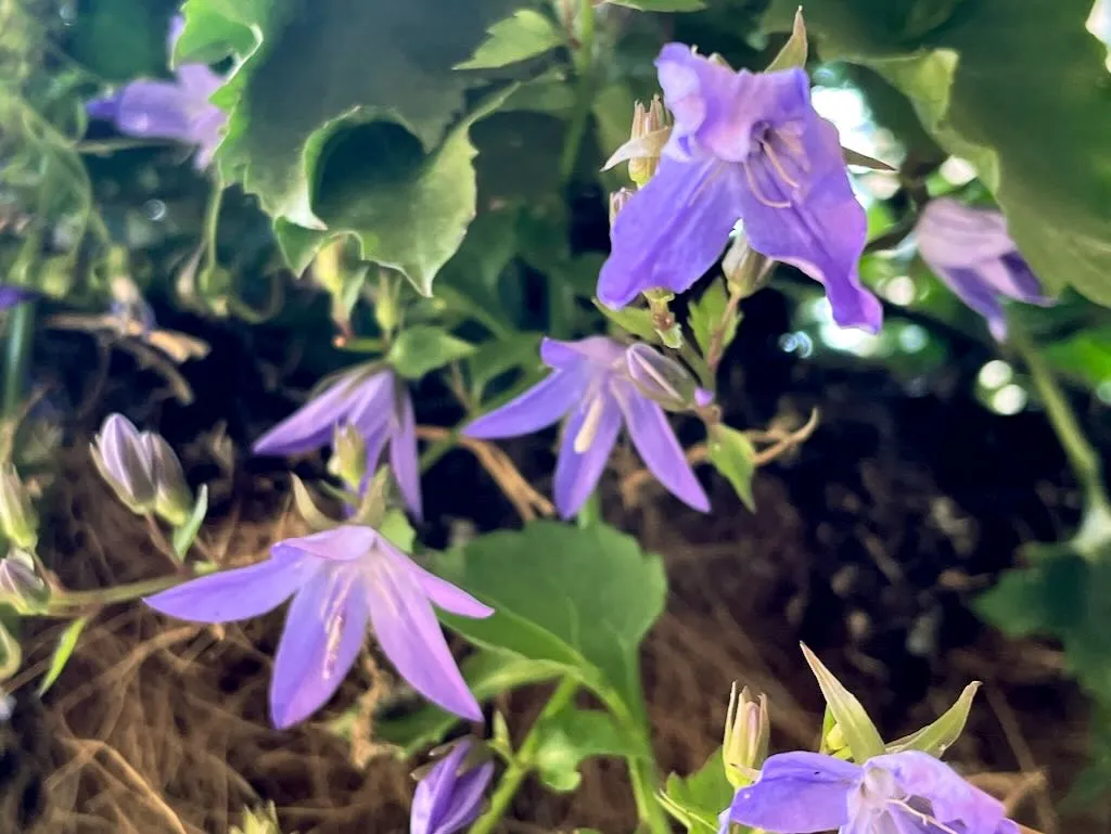 Campanula poscharskyana Blue Waterfall_result - Online Flower Garden Campanula poscharskyana 'Blue Waterfall'