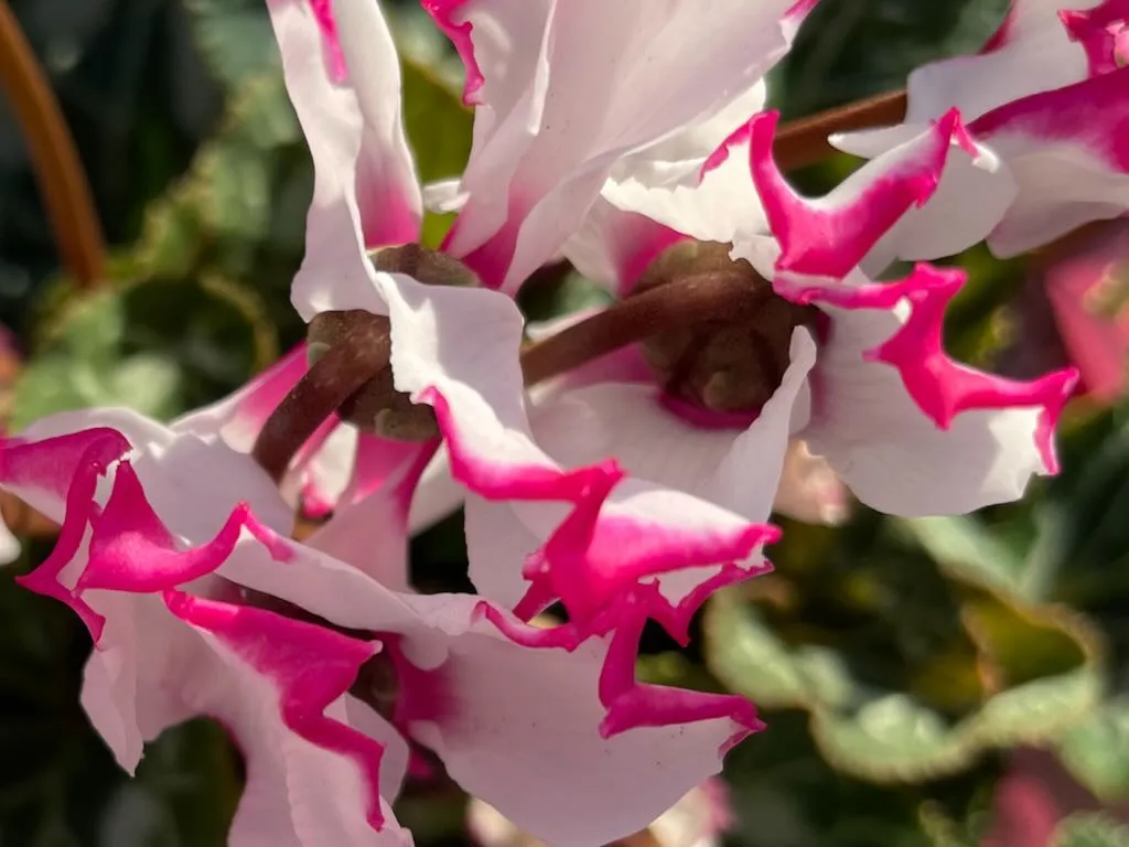 Cyclamen 'Absolu de Morel'