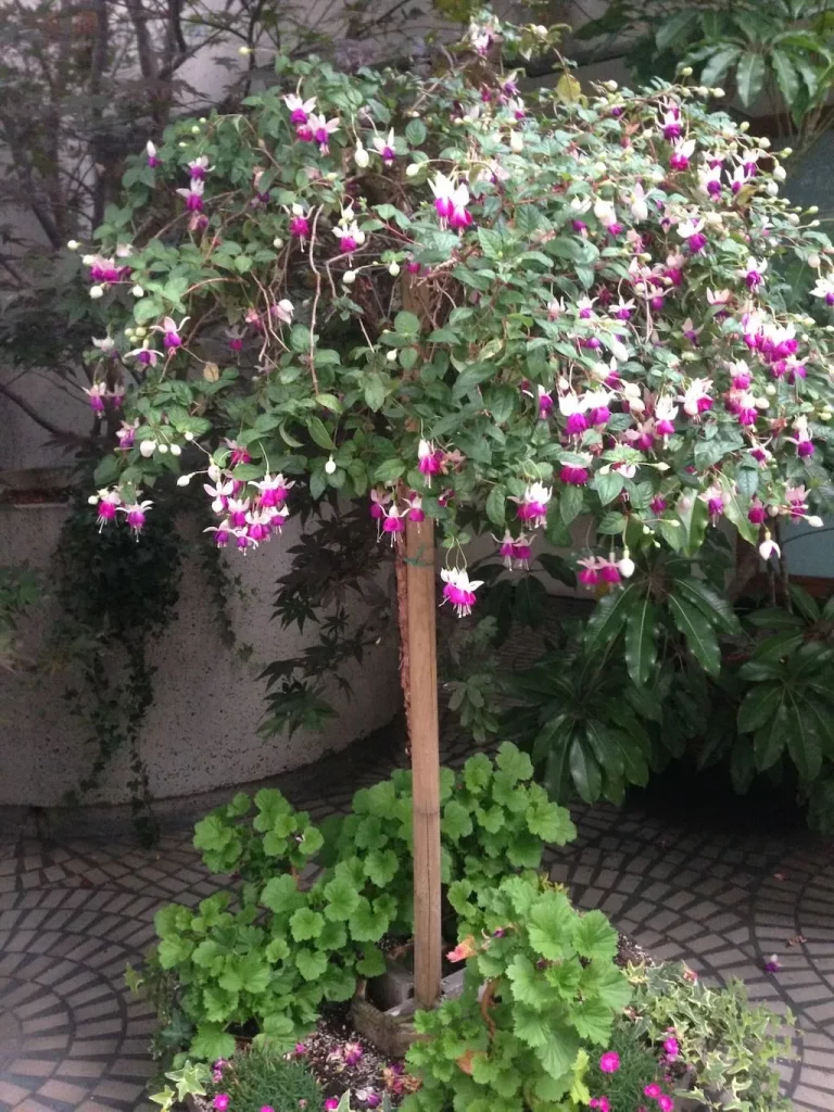 Fuchsia'Old Berkeley'
