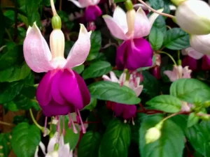 Fuchsia 'Old Berkeley'