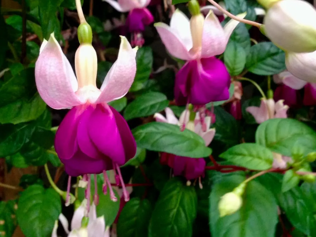 Fuchsia 'Old Berkeley'