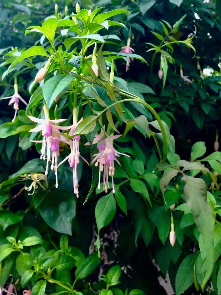 Fuchsia'Whiteknights Pearl'