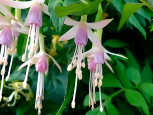 Fuchsia 'Whiteknights Pearl'