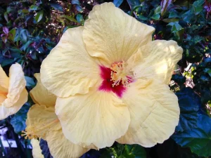Hibiscus 'French Vanilla'