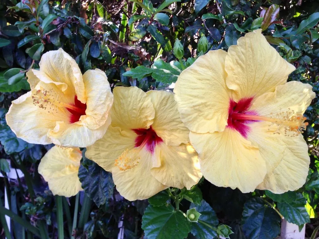 Hibiscus'French Vanilla'