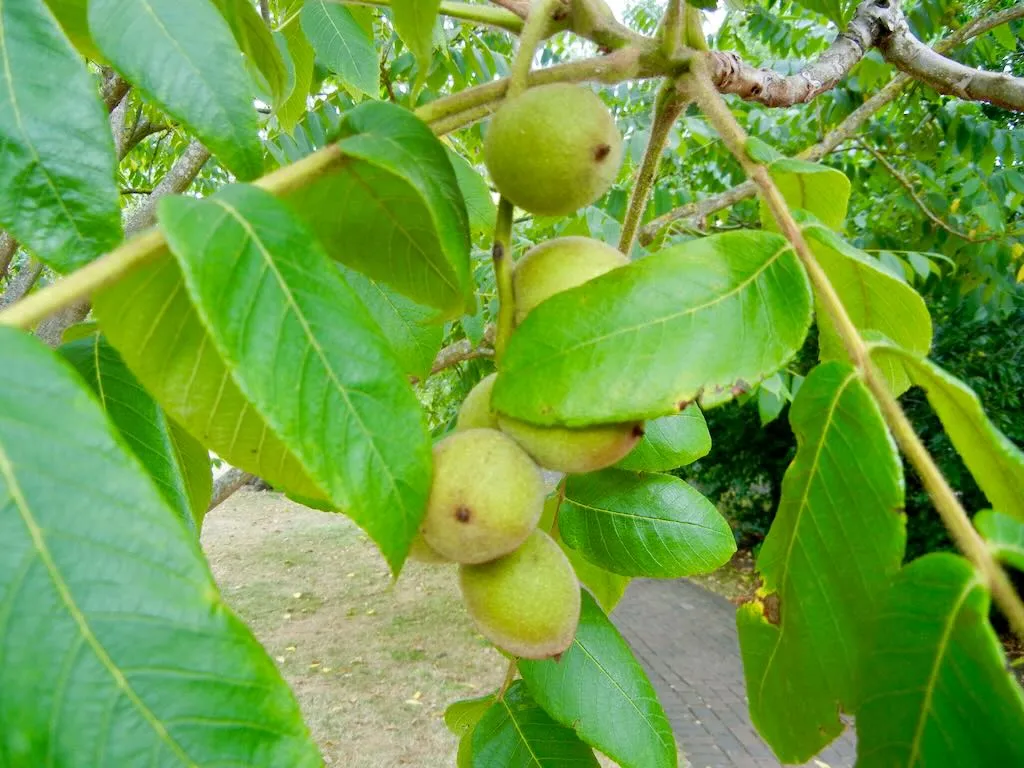 Juglans cathayensis_result - Online Flower Garden Juglans cathayensis