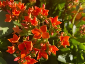 Kalanchoe 'Single Orange'