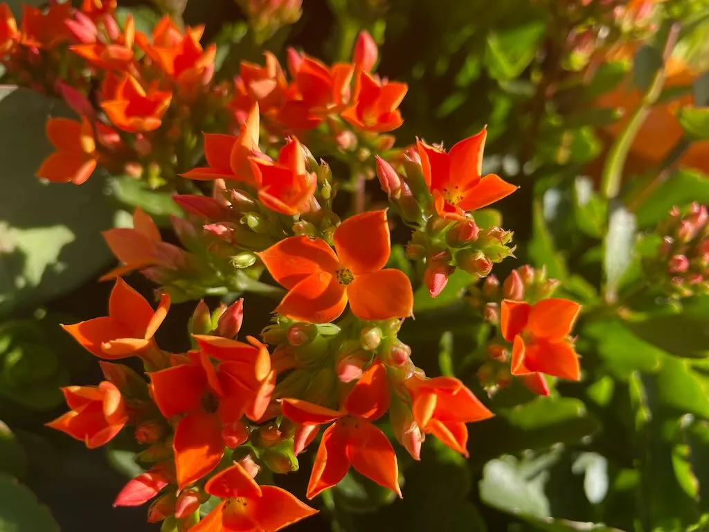 Kalanchoe 'Single Orange'