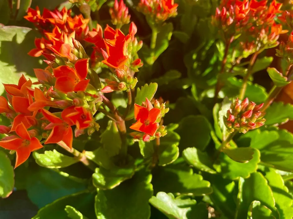 Kalanchoe'Single Orange'