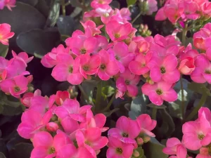 Kalanchoe 'Single Pink'