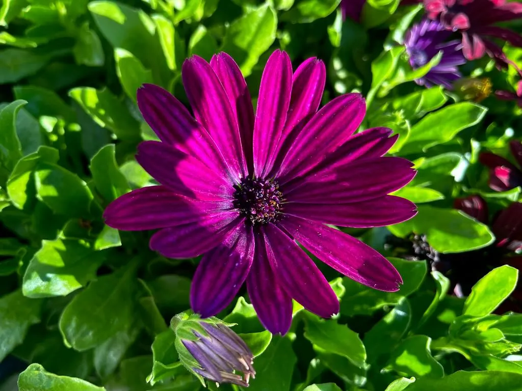 Osteospermum 'Serenity Dark Purple'
