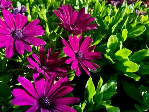 Osteospermum 'Serenity Dark Purple'