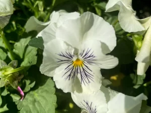Pansy 'Cats Plus White'