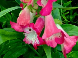 Penstemon 'Flock of Flamingos'