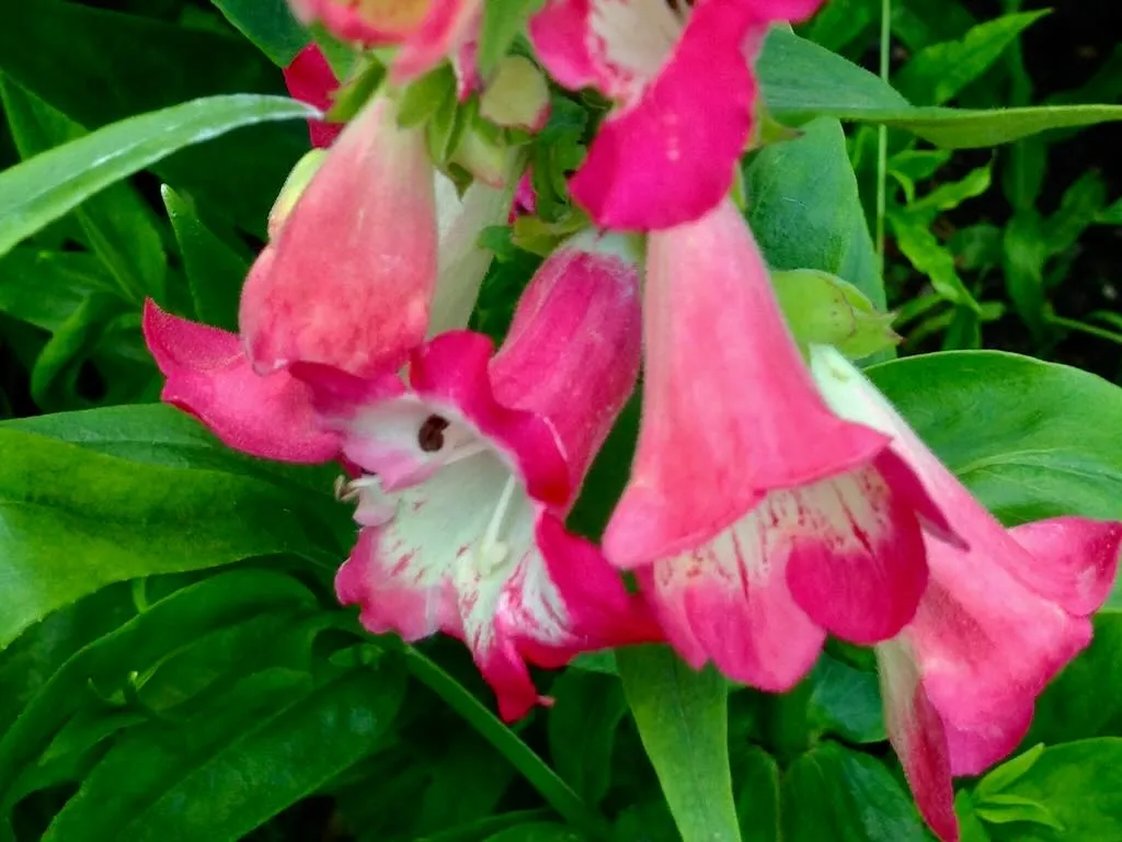 Penstemon 'Flock of Flamingos'