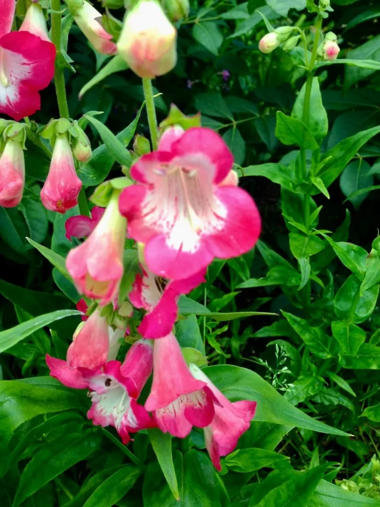 Penstemon'Flock of Flamingos'