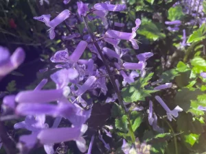 Plectranthus 'Velvet Elvis'
