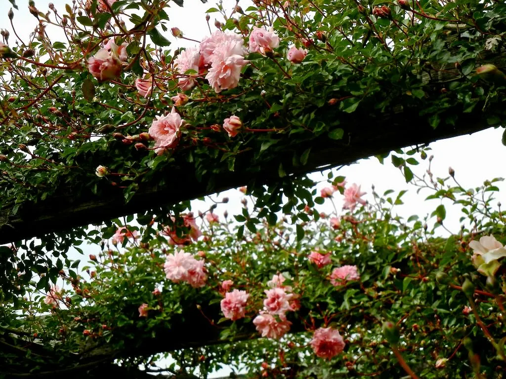 Rosa'François Juranville'