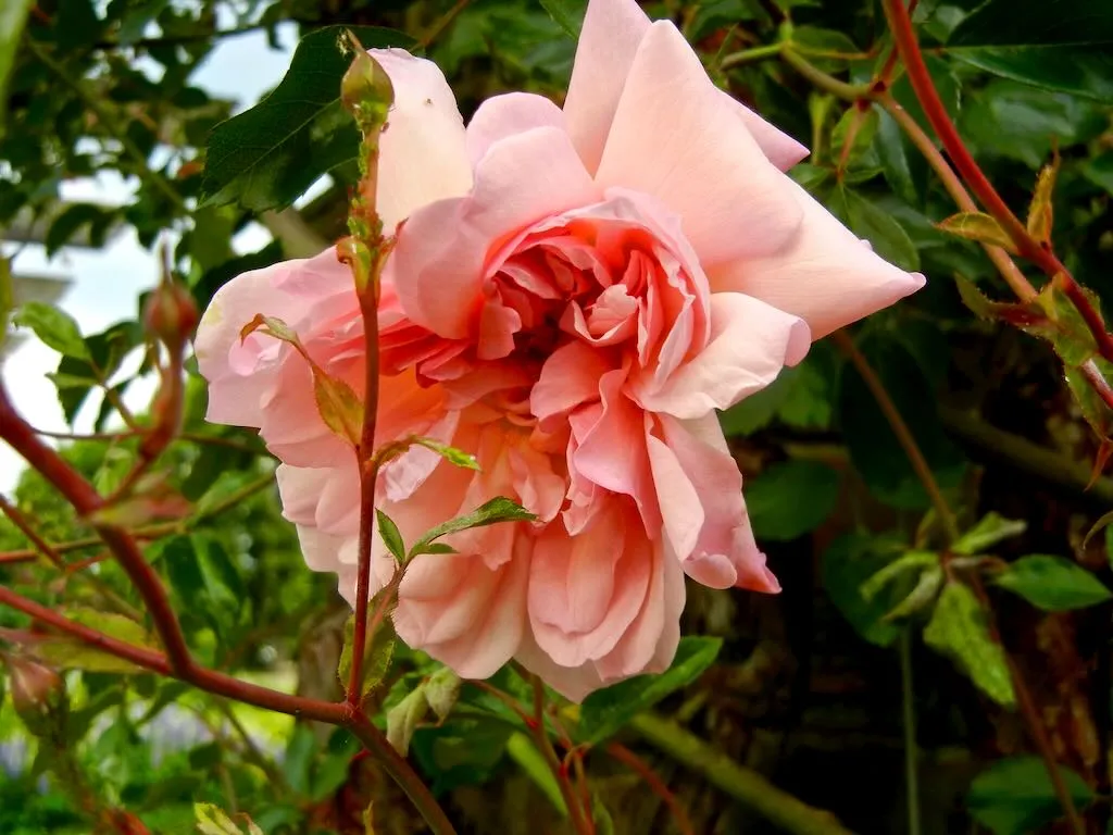Rosa 'François Juranville'