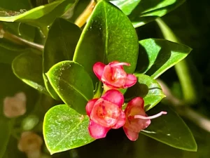 Syzygium paniculatum 'Orange Twist'